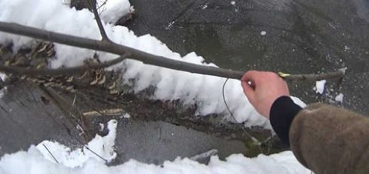 Установка капканов на бобра под лёд
