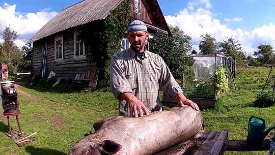 Вьетнамские свиньи - опаливаем тушку