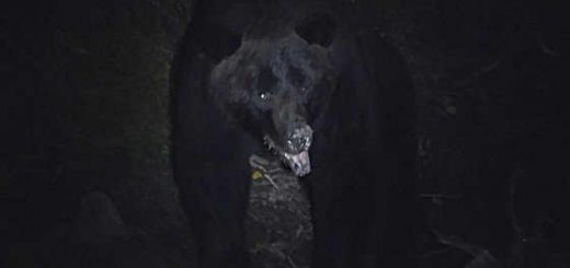 Встреча с медведем на прииске