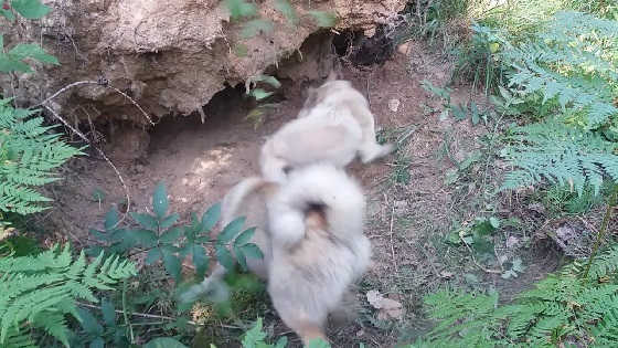 Охота на барсука с лайками