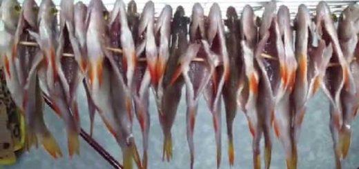 Как правильно сушить рыбу