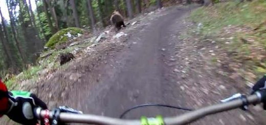 Медведь гонится за велосипедистом