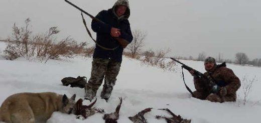 Охота на фазана в Казахстане