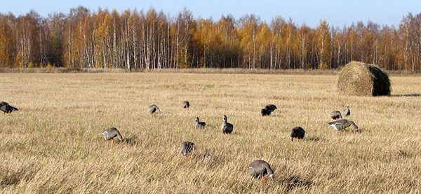 Охота на гуся на полях