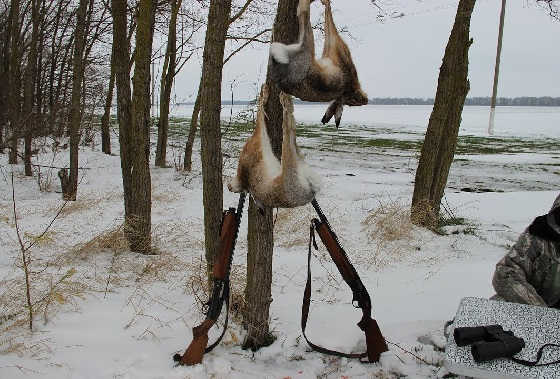 Редкий случай на охоте на зайца