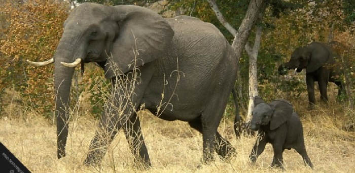 охота на африканских слонов