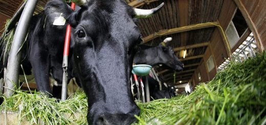 Болезни коров в связи со стельностью и отелом