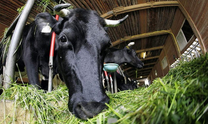 Болезни коров в связи со стельностью и отелом