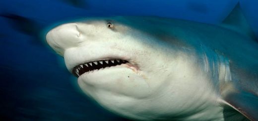 Что едят акулы