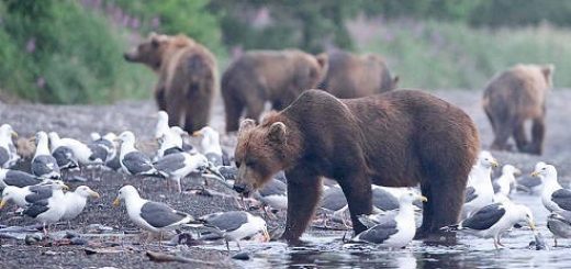На Камчатке медведям не хватает лосося