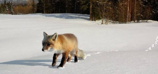 Способы ловли лисицы капканом