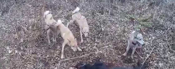 На охоту с лайкой