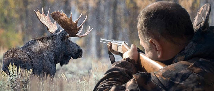 Охота на лося – экстрим и удовольствие