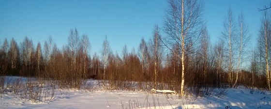 Охота на лося загоном 2018