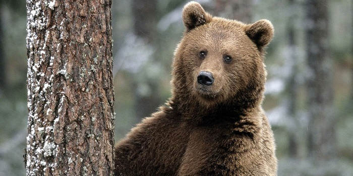 Охота на медведя в круге