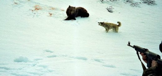 Охота на медведя в зимнее время
