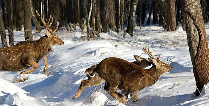 Охота оленя с подхода