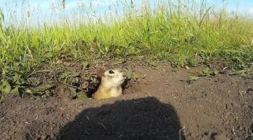 Особенности охоты на сусликов