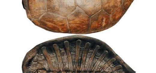Всегда ли у черепах был панцирь?