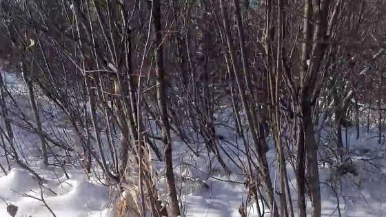 Проверка петель