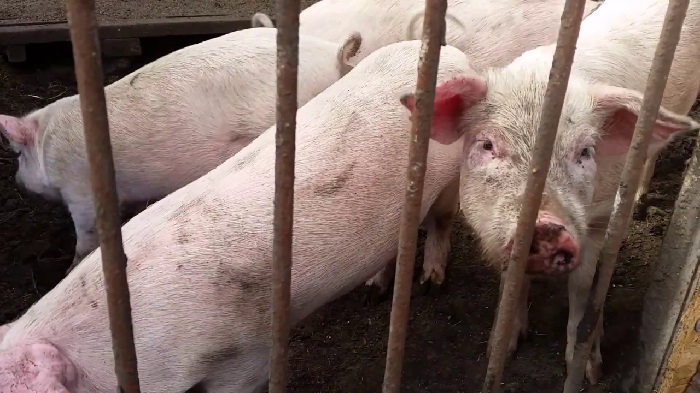 В каком возрасте забивают свиней
