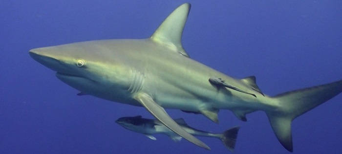 Как быстро акулы плавают?