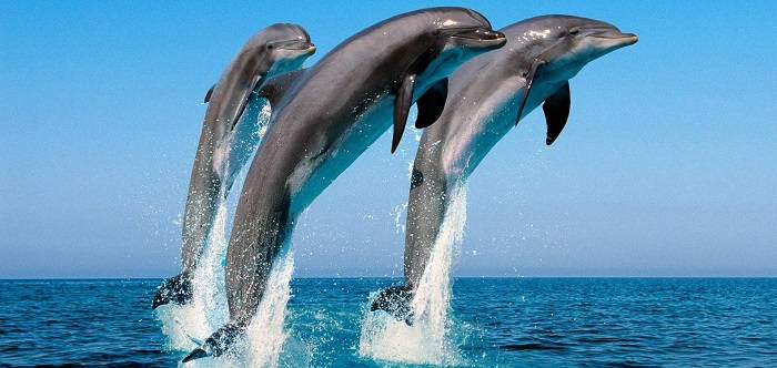 Дельфины обращаются друг к другу по именам