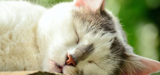 Гельминтозы у кошек