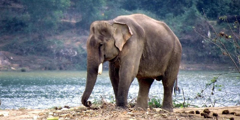 охота в африке на слона
