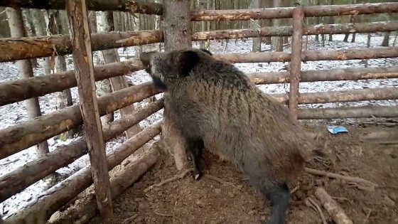 Кабан попал в ловушку