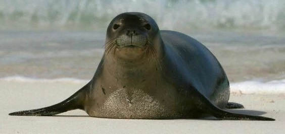Карибский тюлень-монах