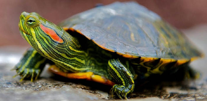 Как ухаживать за красноухой черепахой