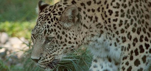 Леопард: внешний вид, образ жизни