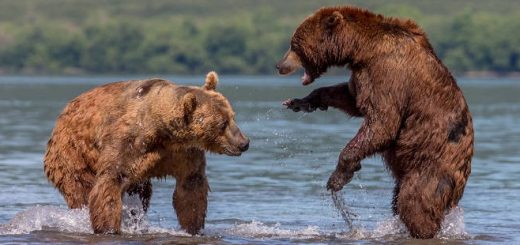 Медведи на Камчатке
