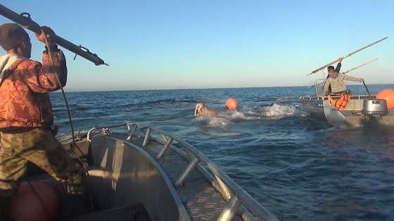 Охота на моржей