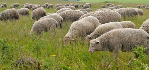 Некробациллез у овец