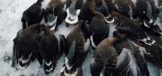 Зимняя охота на гуся в Калмыкии