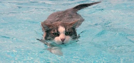 Как приучить животных к воде