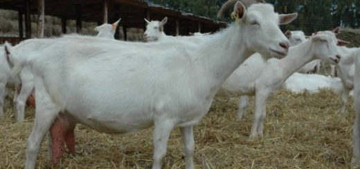 Как лечить мастит у козы