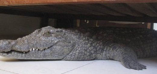 Крокодил в доме