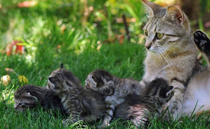 Останавливаем лактацию у кошки