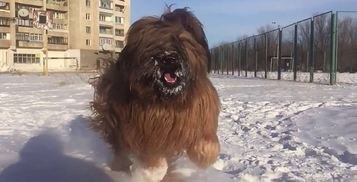 Лохматый талисман