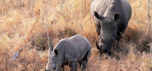 Носороги: виды, охота