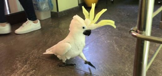 Перевозка попугая-какаду