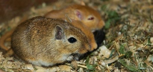 Песчанка: описание и уход за ними