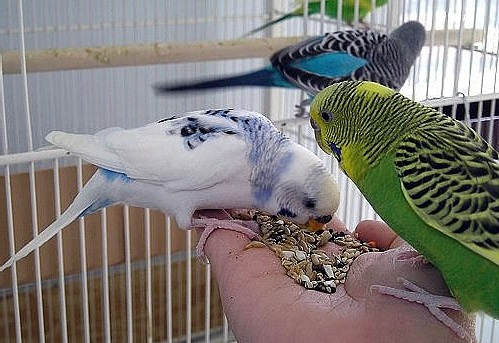 Как ухаживать за попугаями