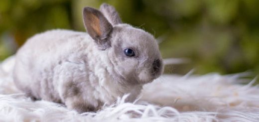 Содержание карликового кролика