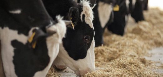 Как увеличить удой коров?