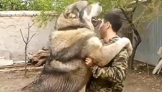 Кавказский волкодав Хазар