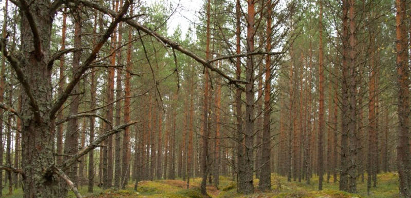 Бузулукский бор